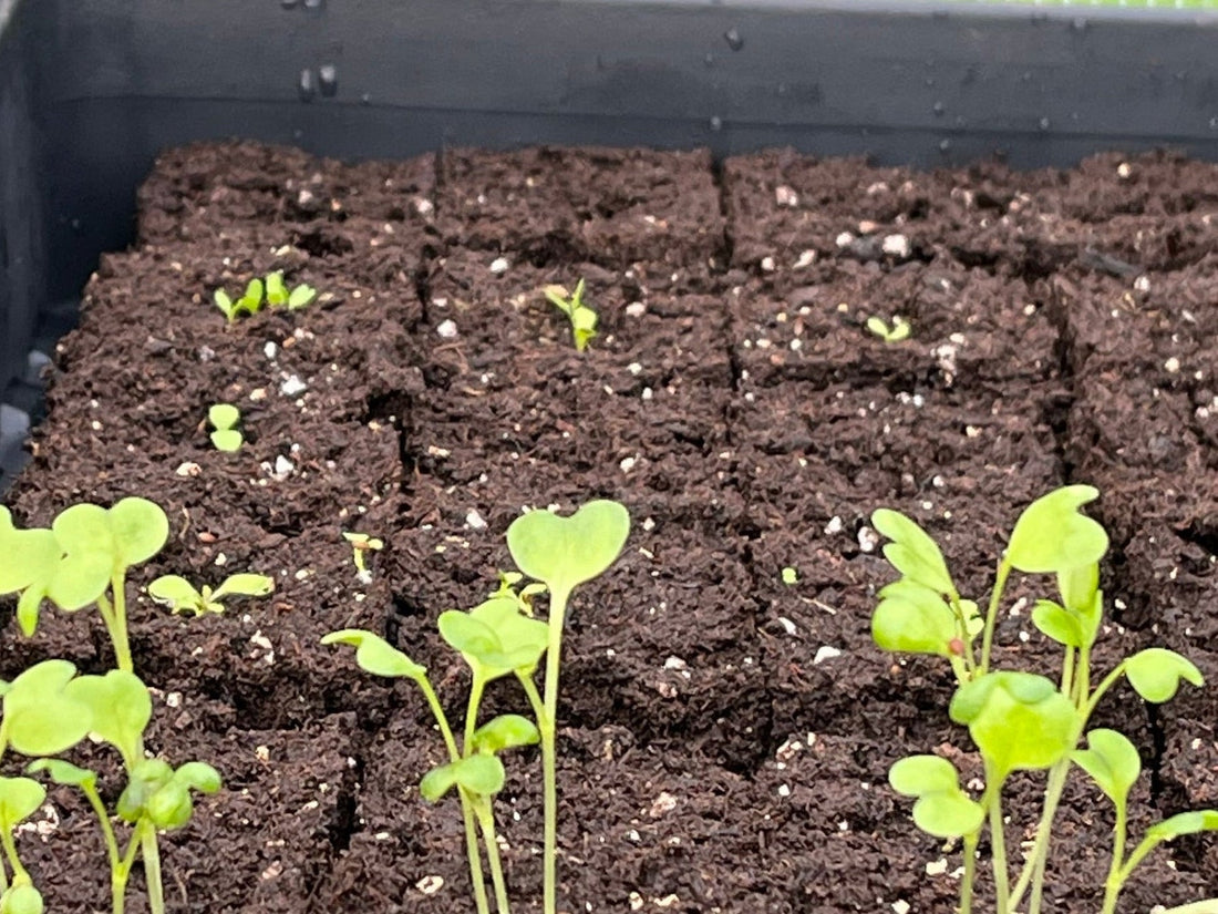 Growing cut flowers in March in Naas