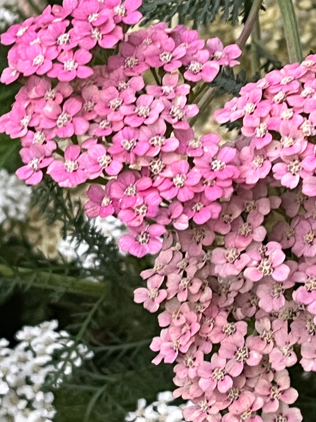 A Season of Colour: Inside My Flower Farm