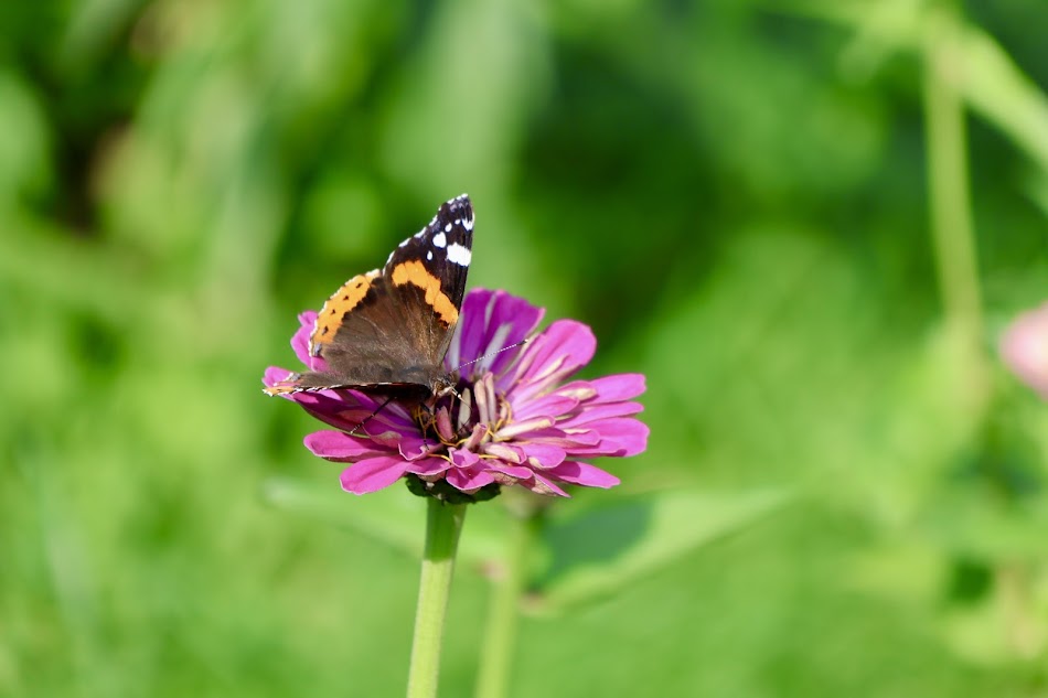 Butterfly on a zinnia flower grown on my farm