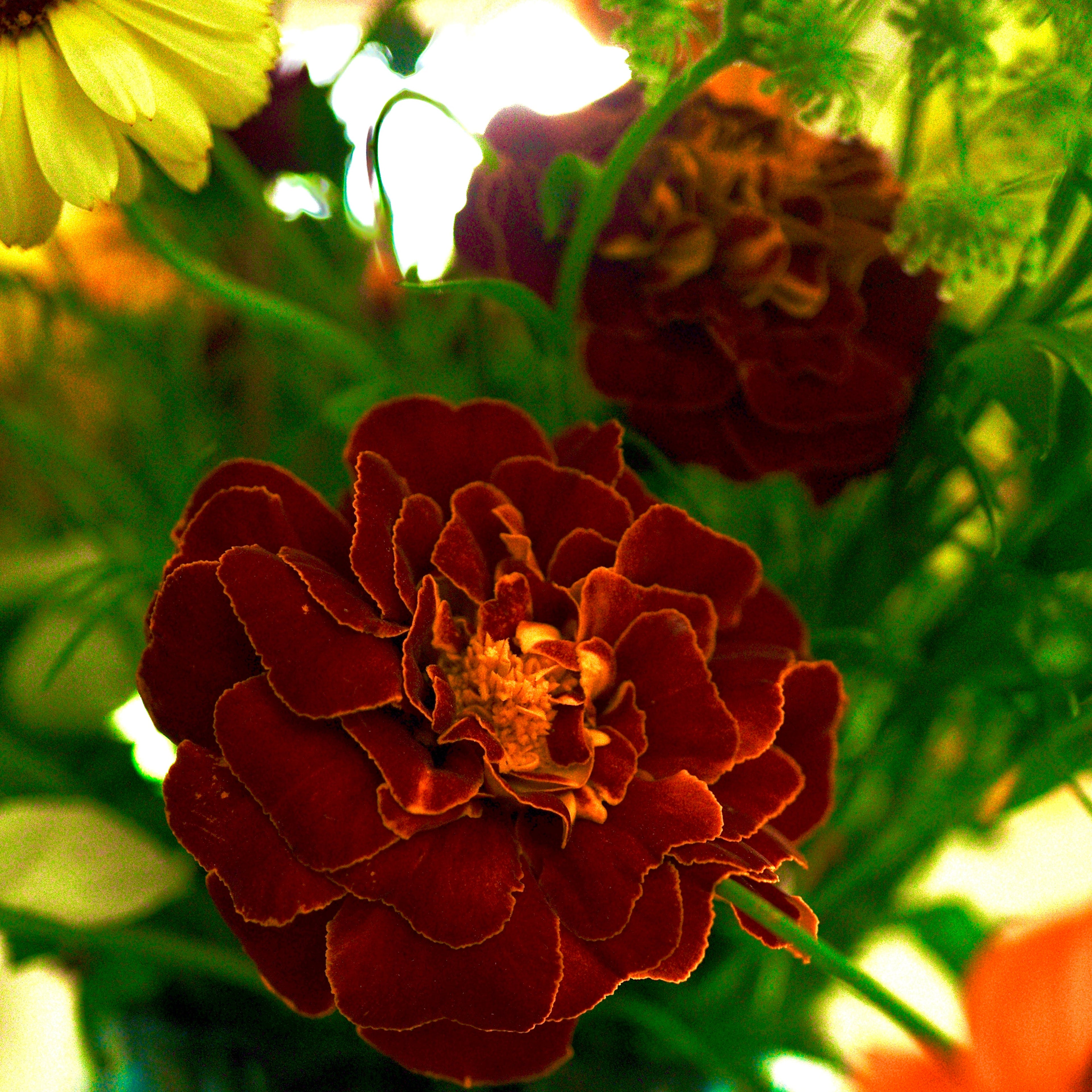 Flower Gift Card | Local & Seasonal Blooms from Naas, Co. Kildare