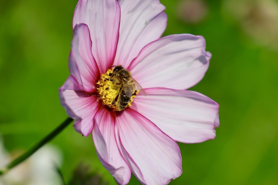 Irish Bee on a pink cosmos grown in my flower farm